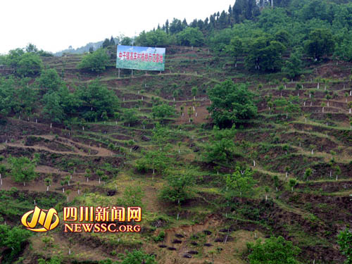 依托公路，朝天区大力发展核桃种植业，让朝天的核桃走向世界